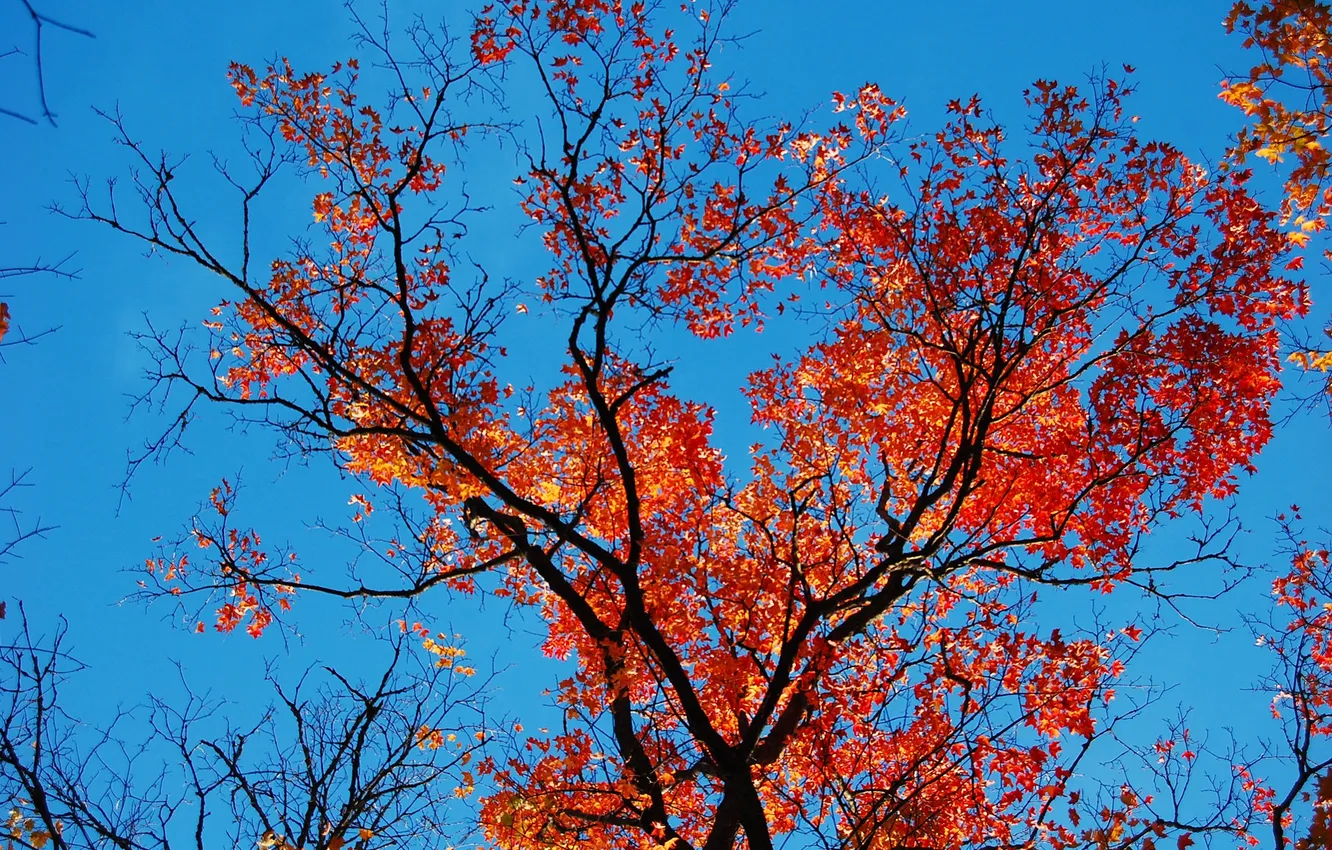 Фото обои осень, небо, листья, ветки, багрянец