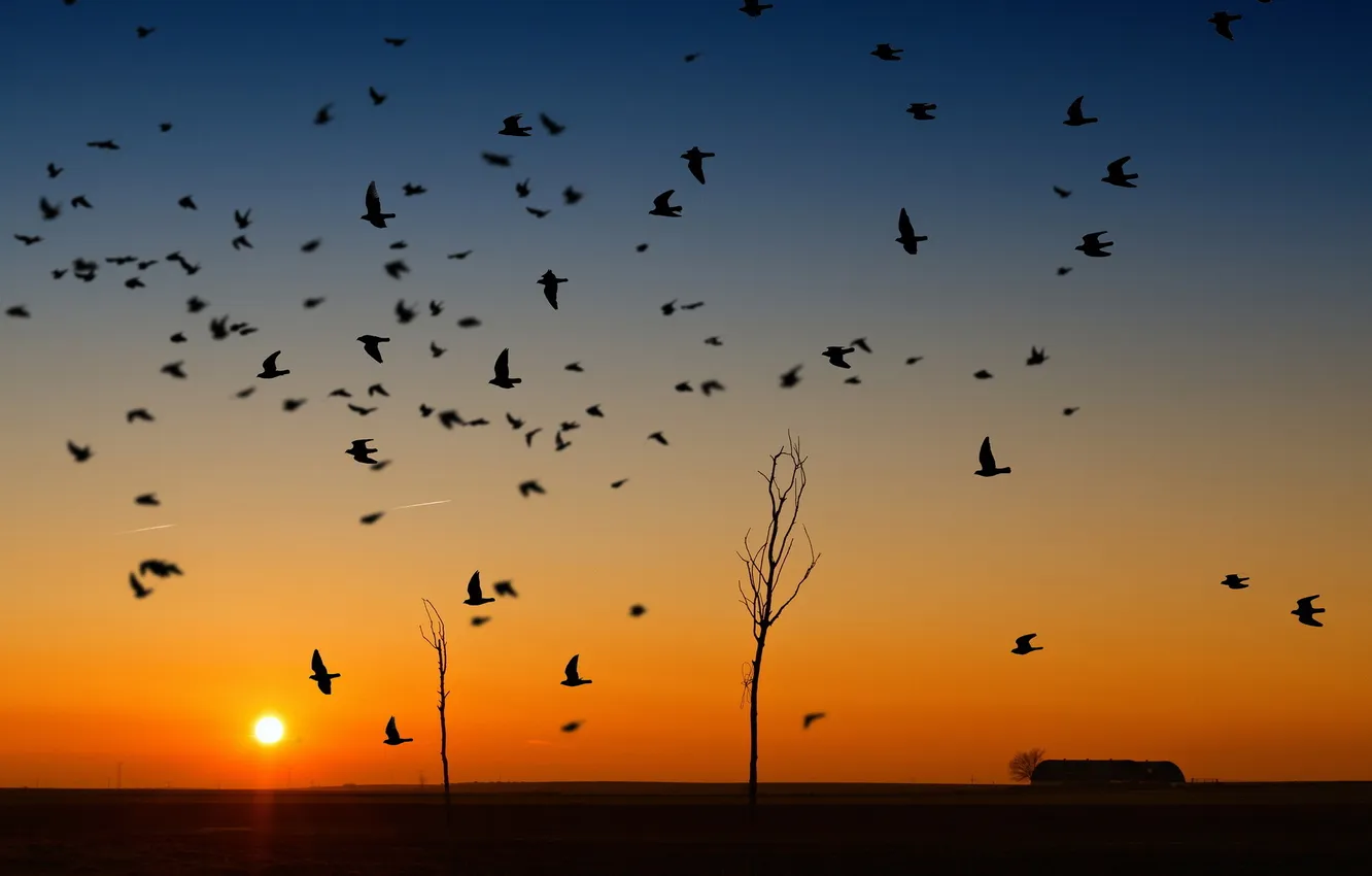 Фото обои закат, птицы, природа