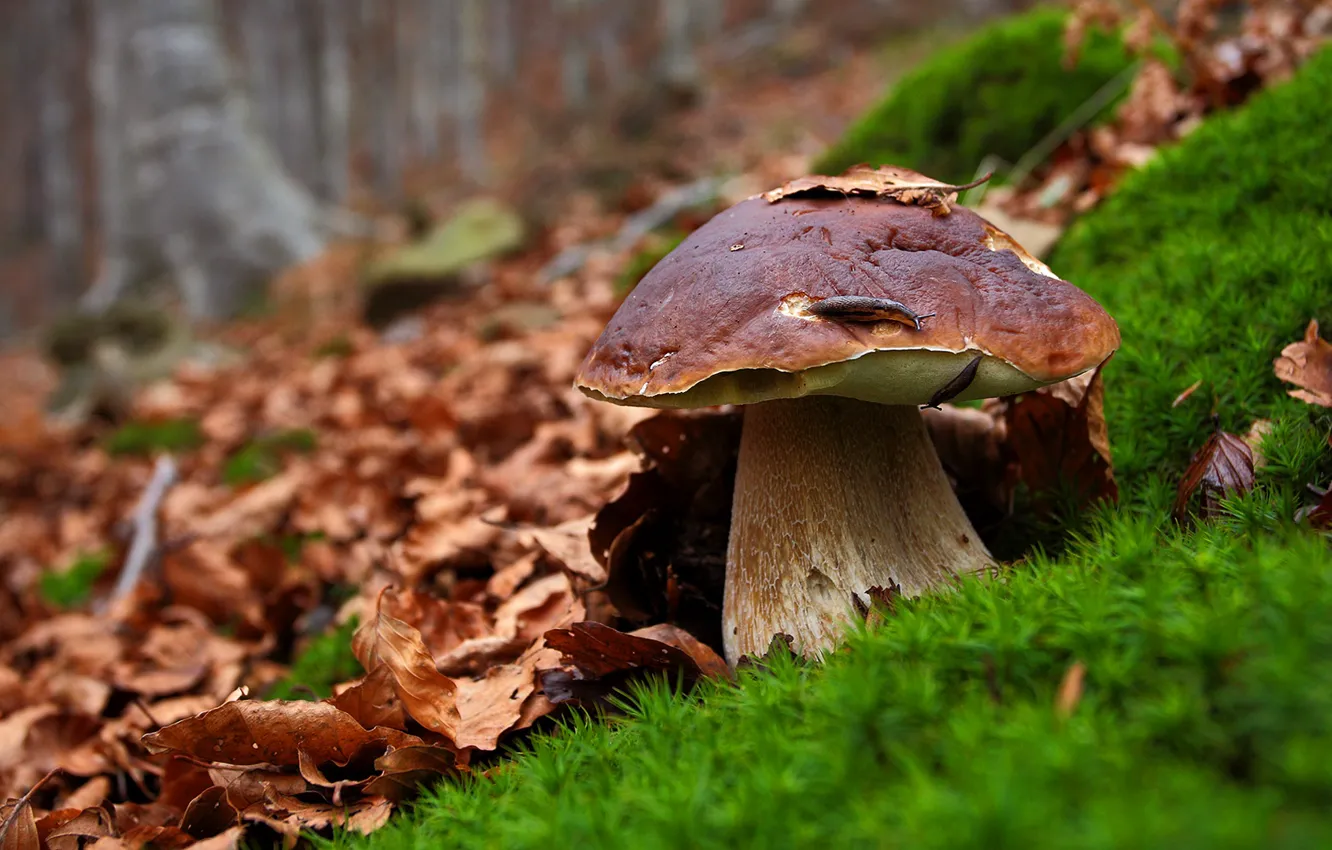 Фото обои осень, белый, листья, поляна, гриб, мох, улитка, шляпка