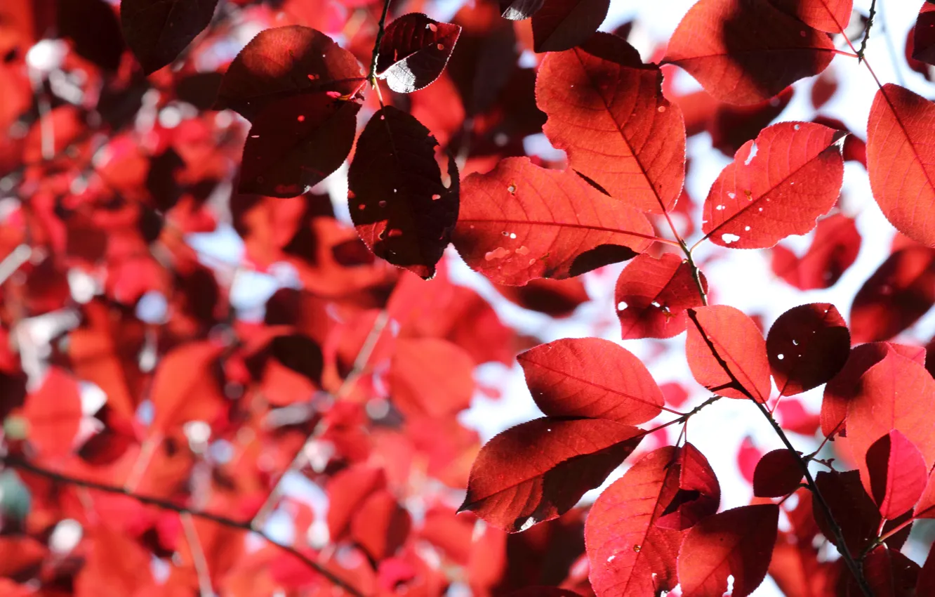 Фото обои осень, листья, Лес, ботсад