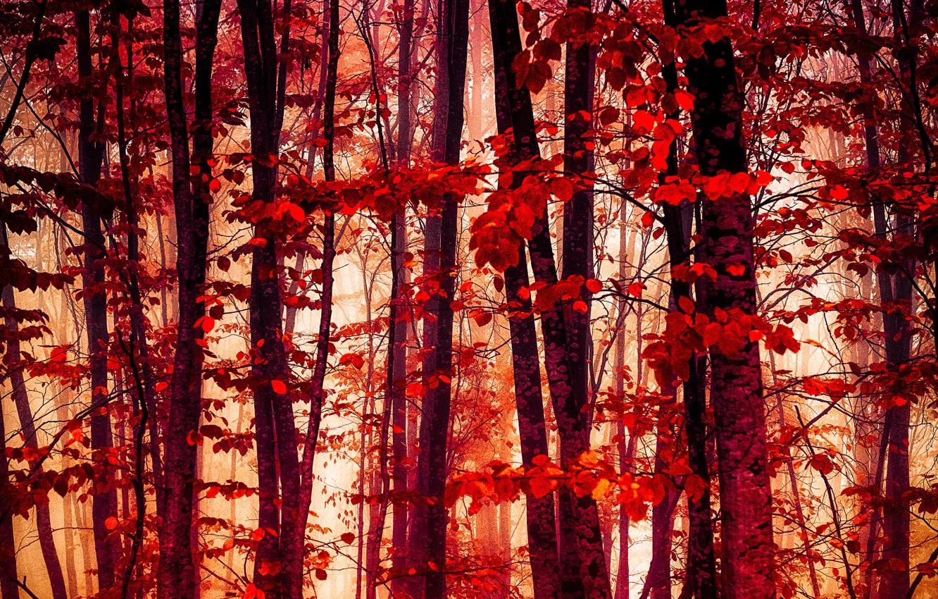 Фото обои осень, лес, листья, багрянец