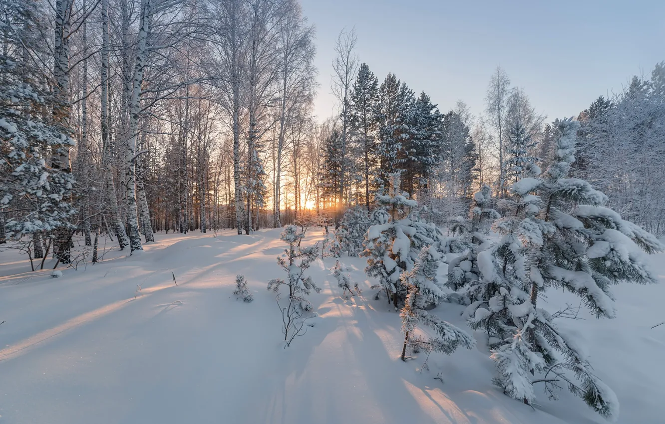 Фото обои зима, лес, снег, деревья, сугробы, Наталья Гобова