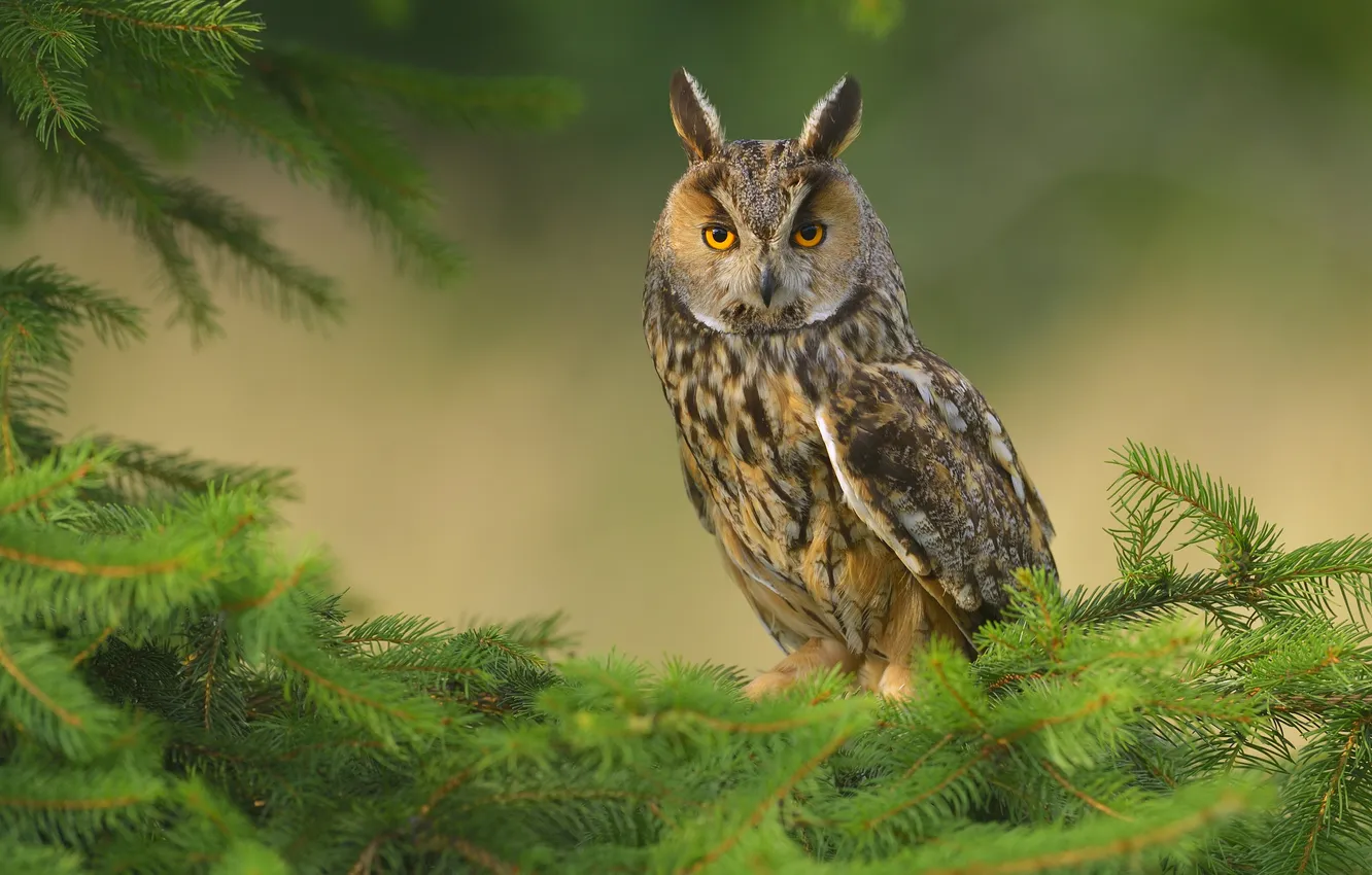 Фото обои nature, old, orange, owl, oak, portrait, pine, otus