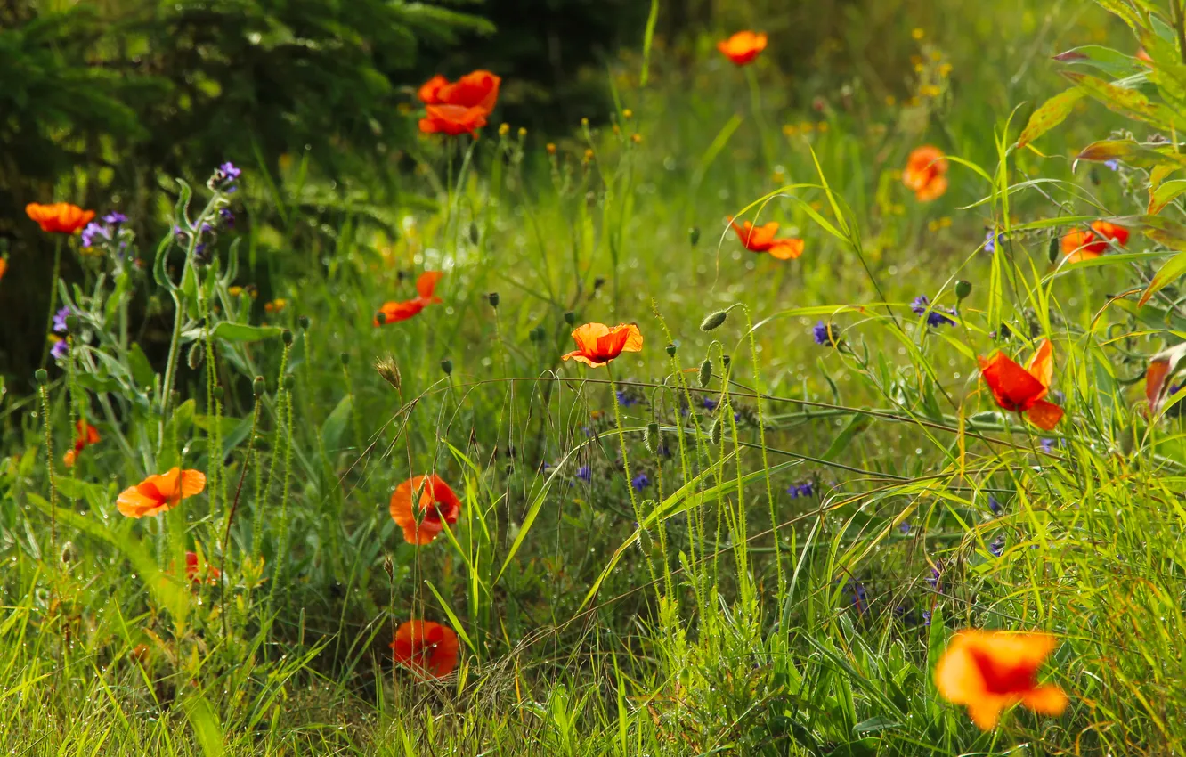 Фото обои red, flower, poppy