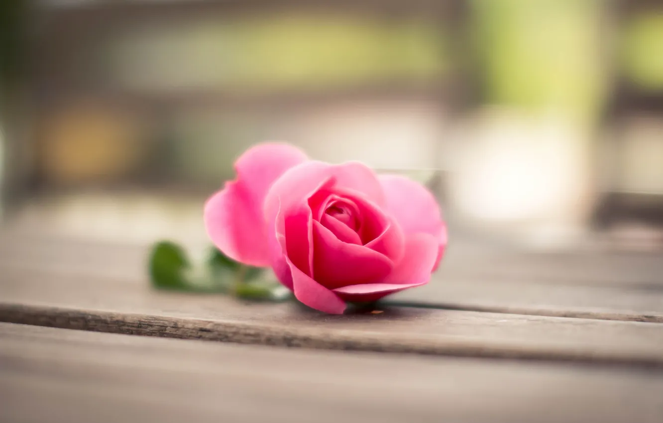 Фото обои цветок, макро, розовая, Роза, лепестки, боке