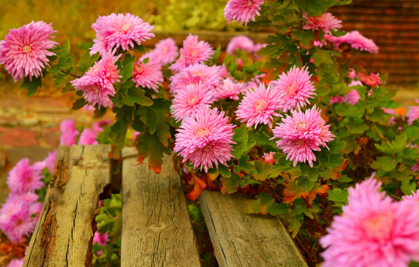Фото обои Скамейка, Pink flowers, Розовые цветы