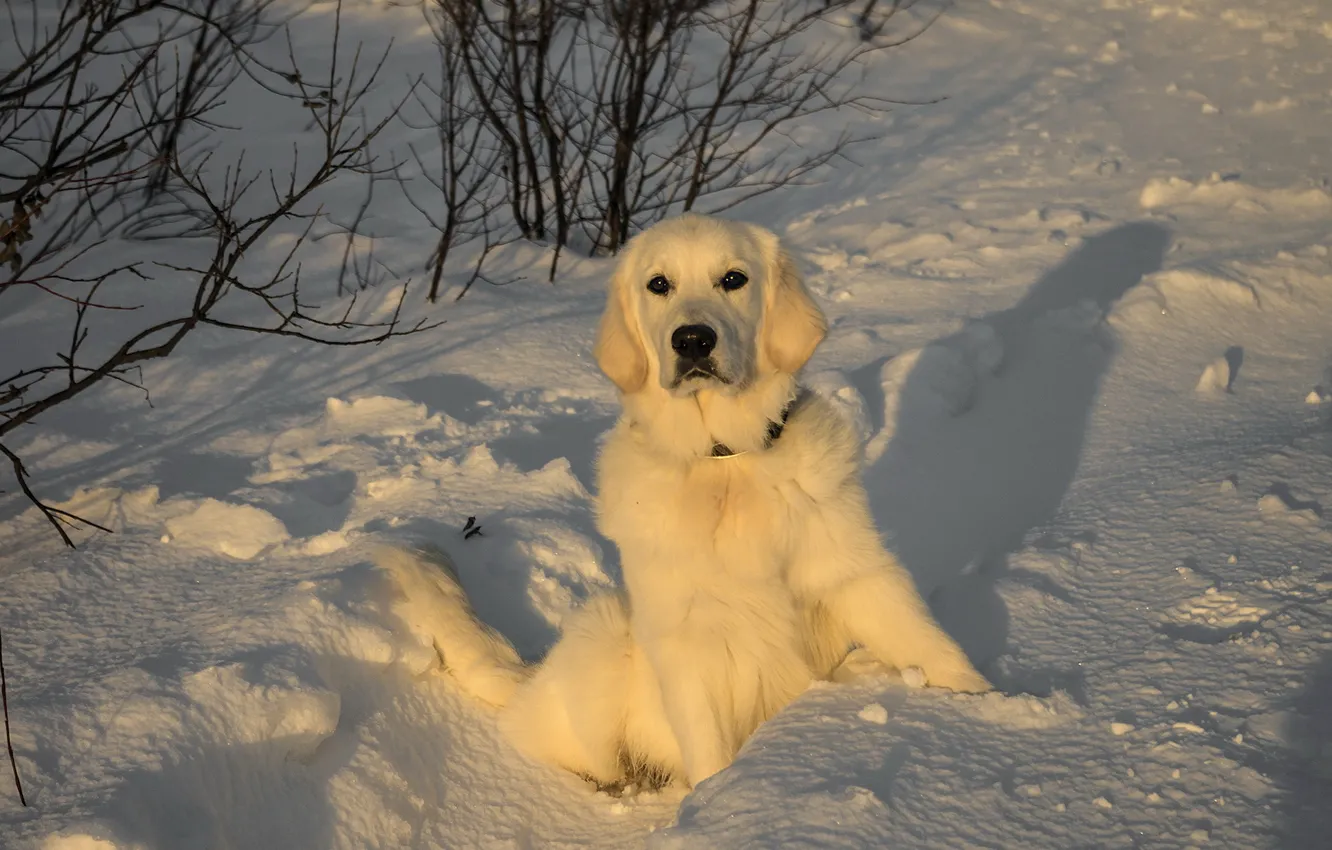 Фото обои взгляд, свет, снег, закат, друг, собака
