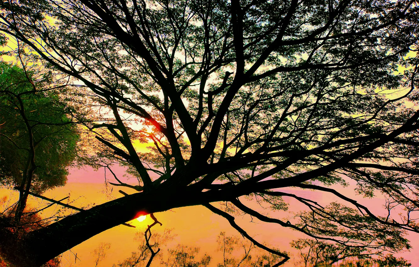 Фото обои Grass, Sun, Water, Sunrise, Dawn, Morning, Lake, Trees