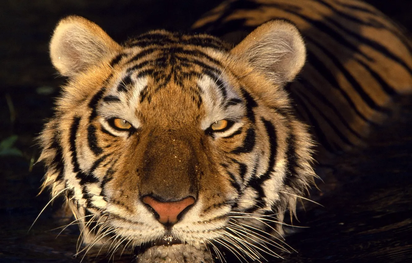 Фото обои взгляд, вода, Тигр