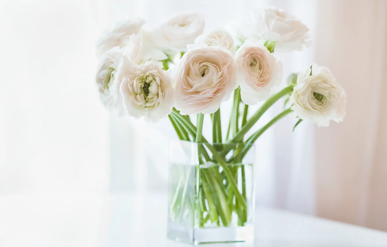 Фото обои цветы, ваза, белые, ранункулюс, азиатский, лютик