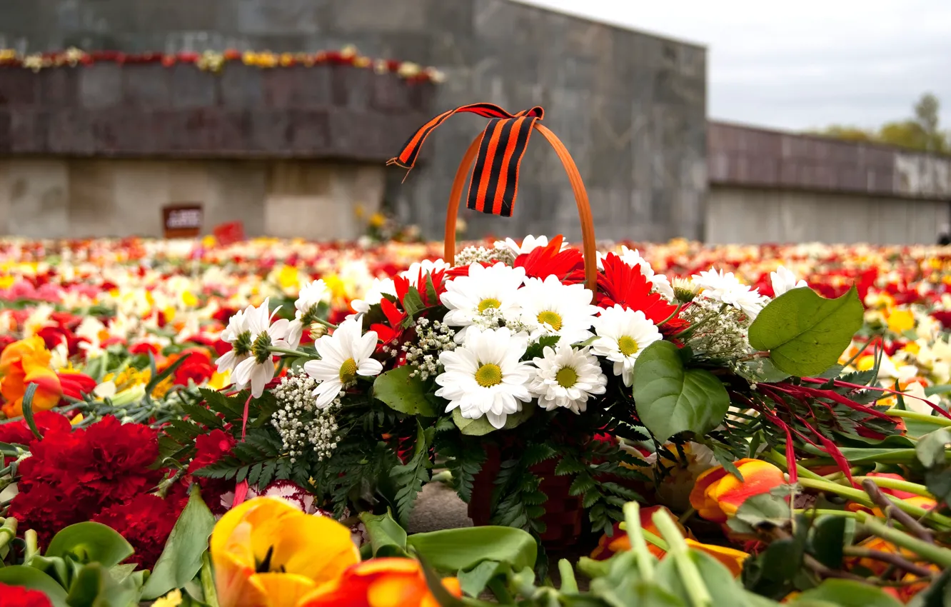 Фото обои цветы, память, 9 мая, Victory Day, 9 May, День Победы, георгиевская ленточка