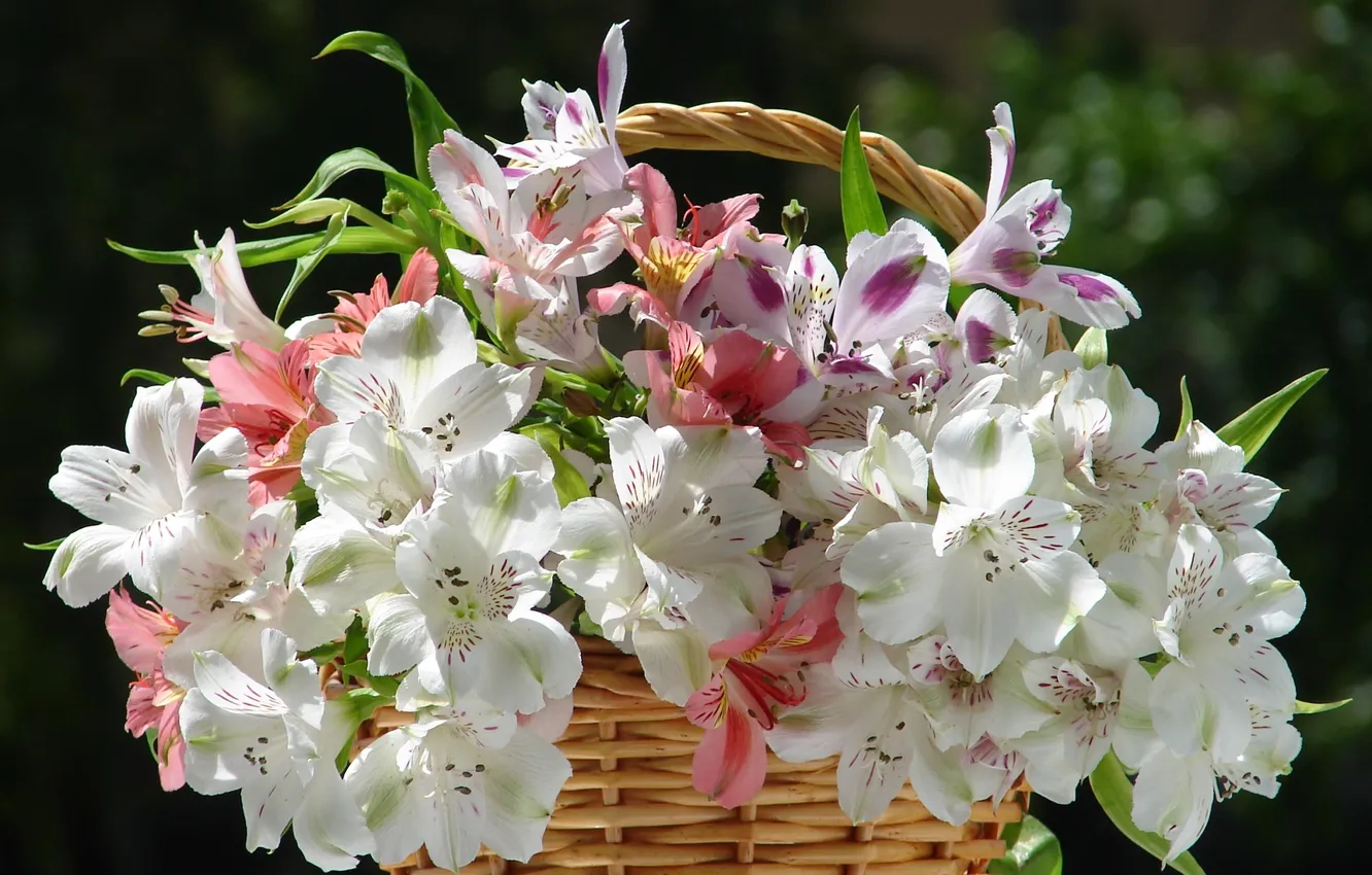 Фото обои цветы, букет, белые