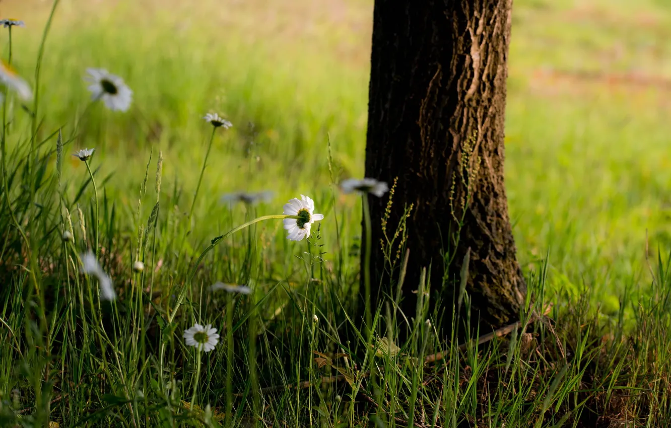 Фото обои трава, цветы, дерево