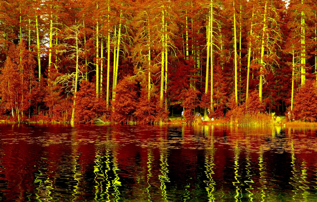 Фото обои лес, деревья, пейзаж, природа, озеро