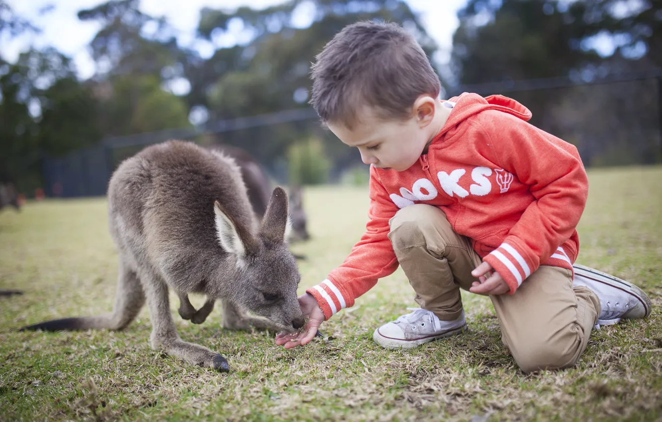 Фото обои дети, мальчик, кенгуру, детёныш, двое, kangaroo, South of Sydney, Helensburgh
