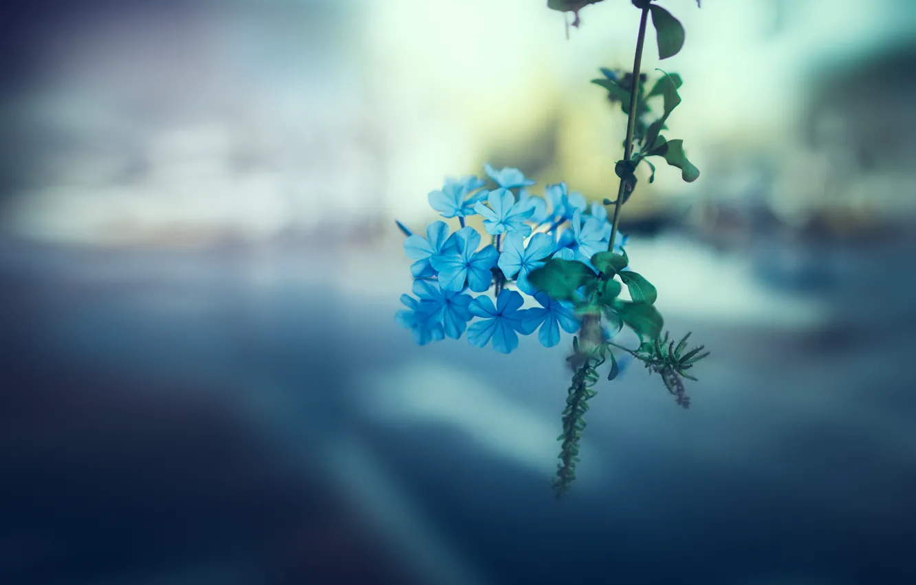 Фото обои цветы, фон, размытие, ветка, голубые, боке, гортензия