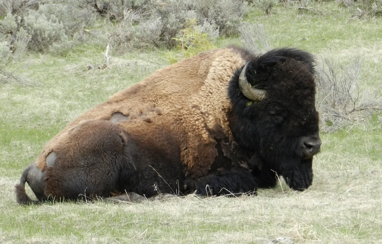 Фото обои animals, wildlife, buffalo, bison, yellowstone