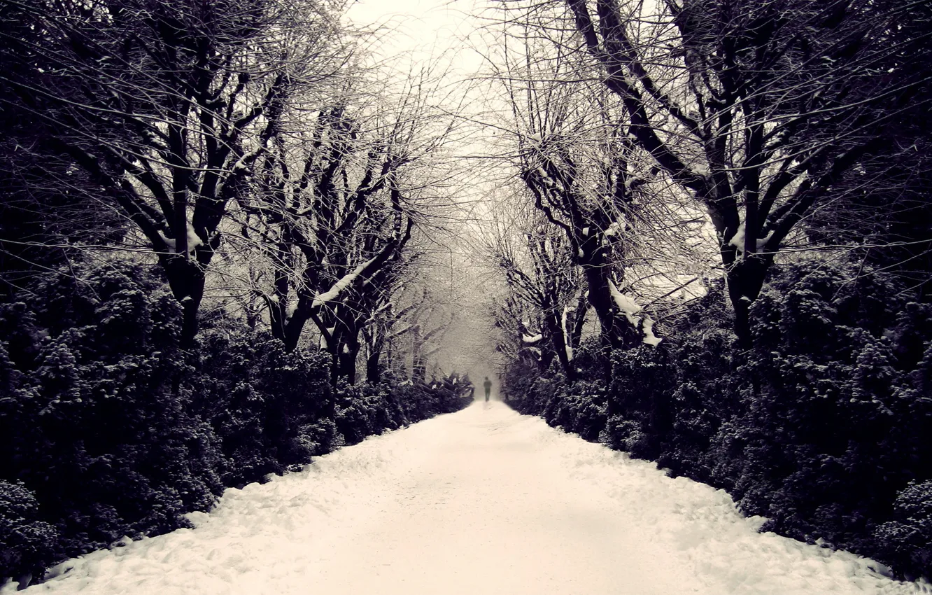 Фото обои снег, деревья, человек, аллея