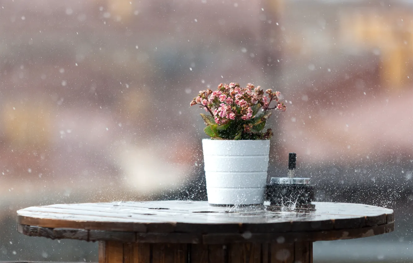 Фото обои мокро, макро, цветы, стол, фон, дождь, всплески, ливень