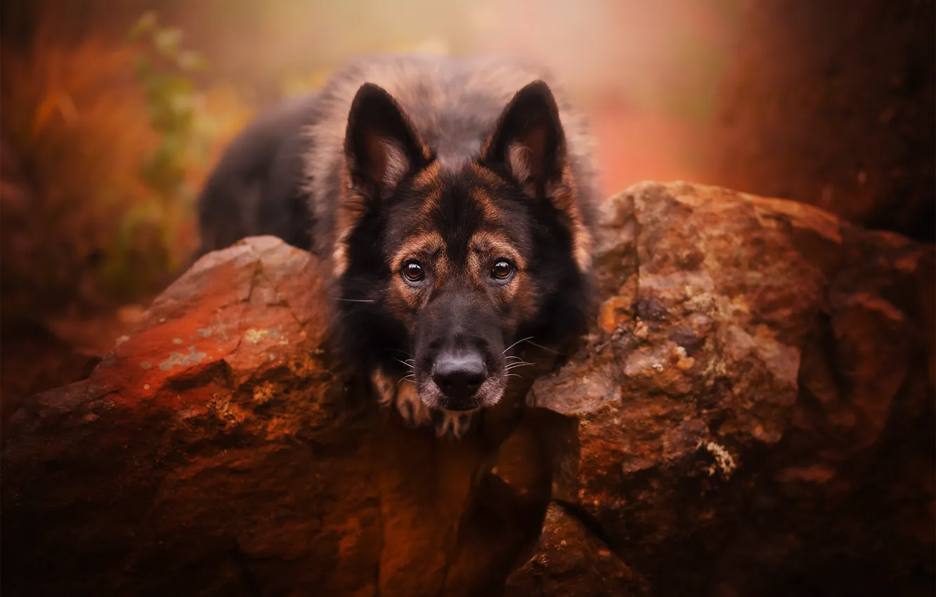 Фото обои взгляд, морда, камни, собака, Немецкая овчарка