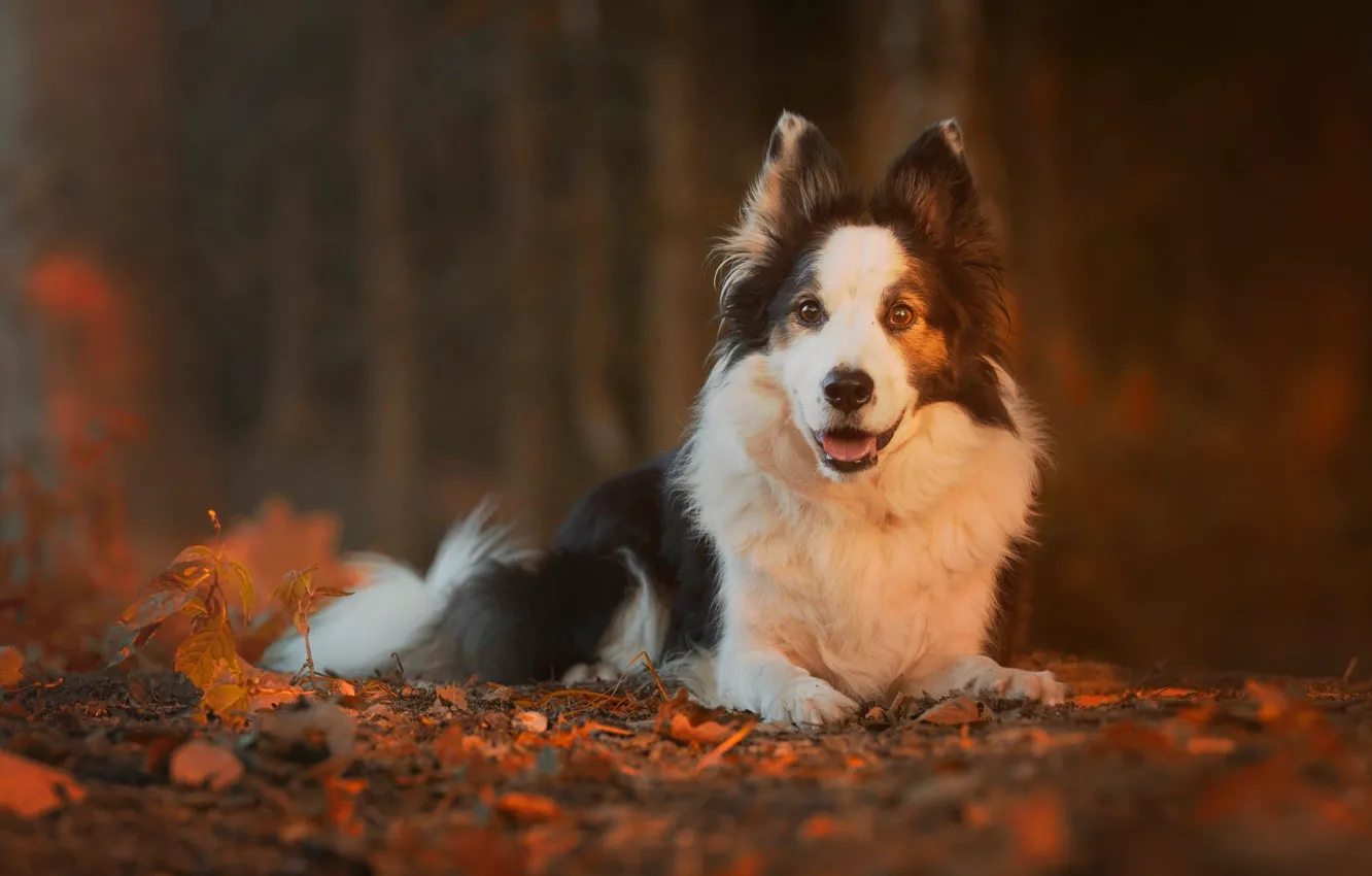 Фото обои осень, листья, природа, собака, боке, бордер-колли