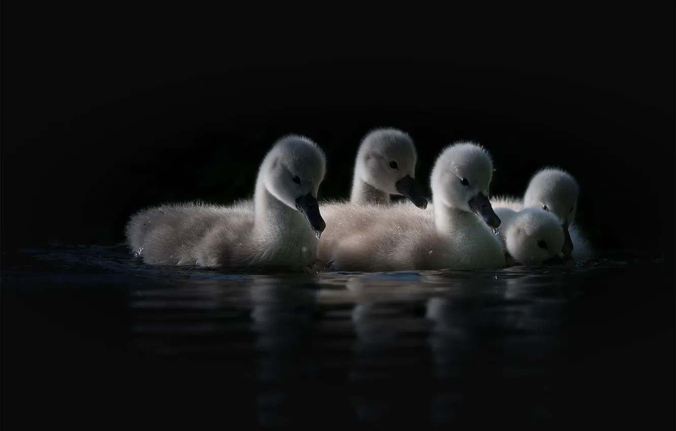 Фото обои вода, свет, птицы, отражение, черный фон, малыши, лебеди, птенцы