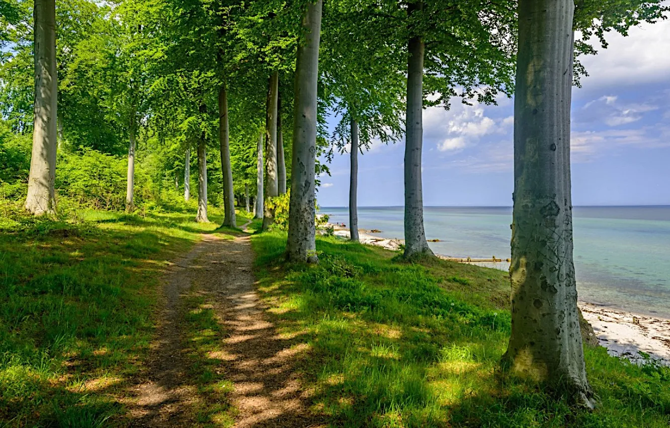 Фото обои trees, pathway, shore