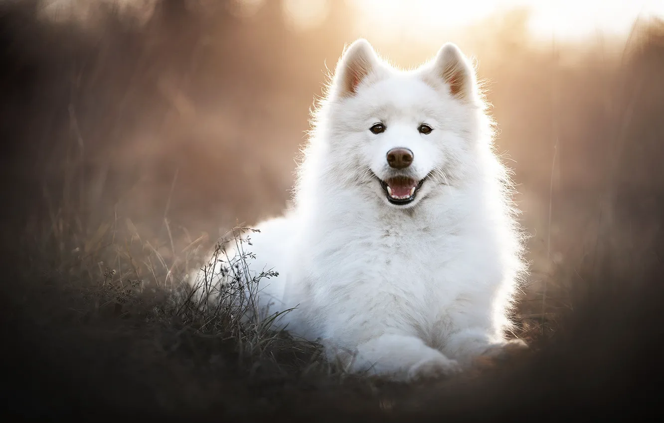 Фото обои морда, портрет, собака, белая, самоед
