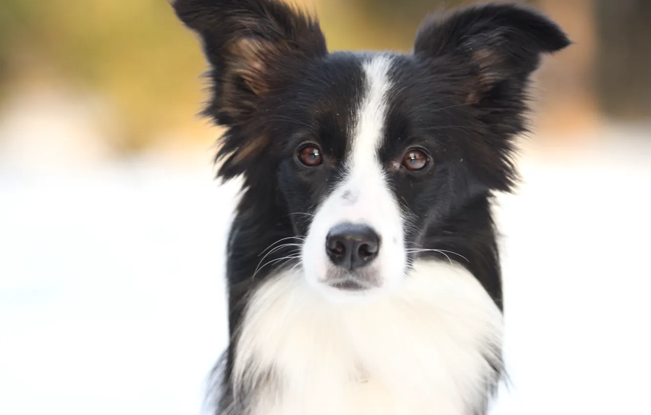 Фото обои зима, солнце, Собаки, бордер колли, border collie