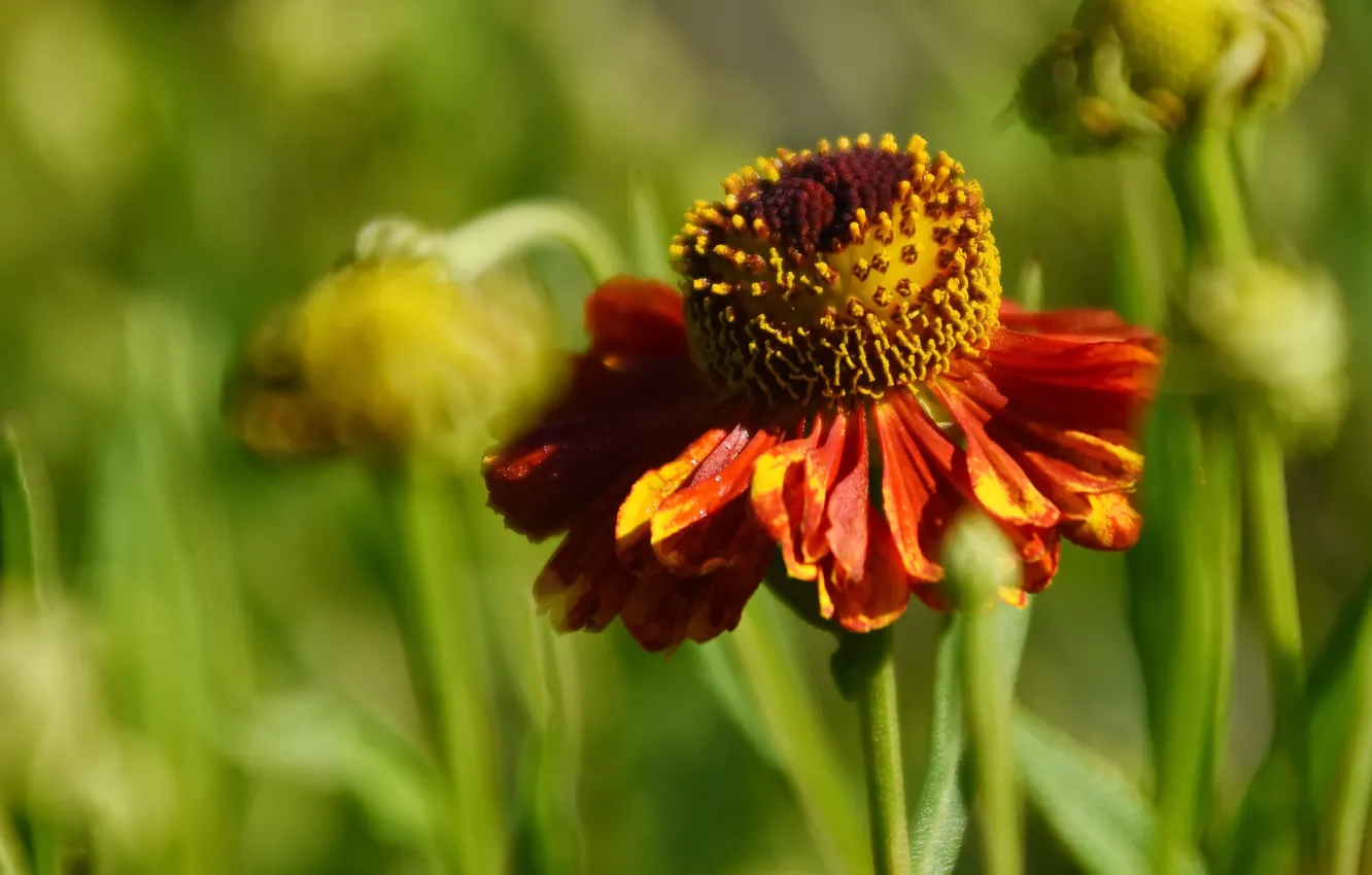 Фото обои лето, цветы, природа