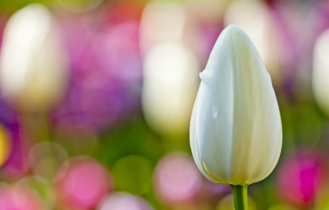 Фото обои белый, цветок, макро, фон, тюльпан
