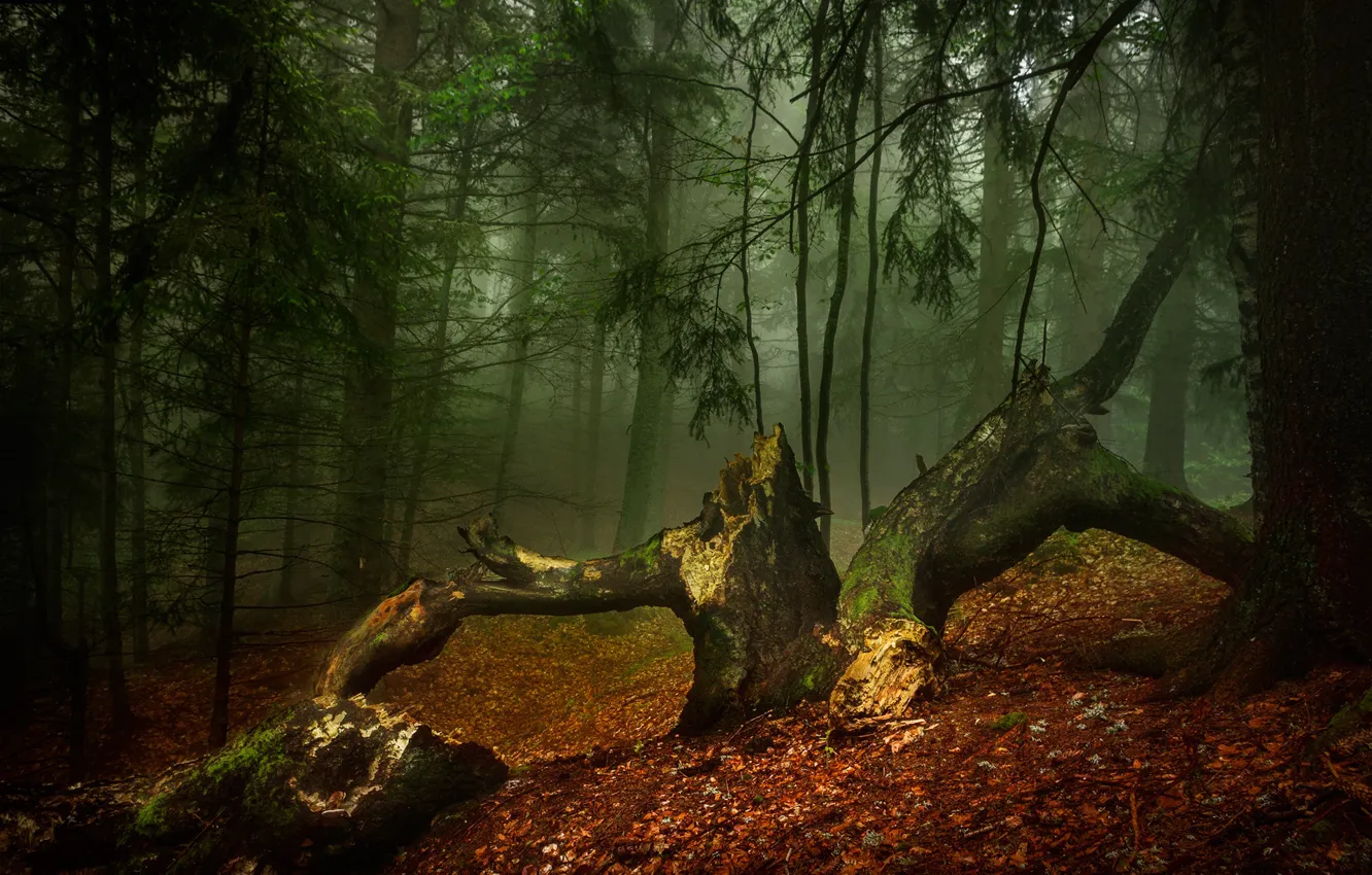Фото обои осень, лес, деревья, природа, туман, утро, Александров Александър