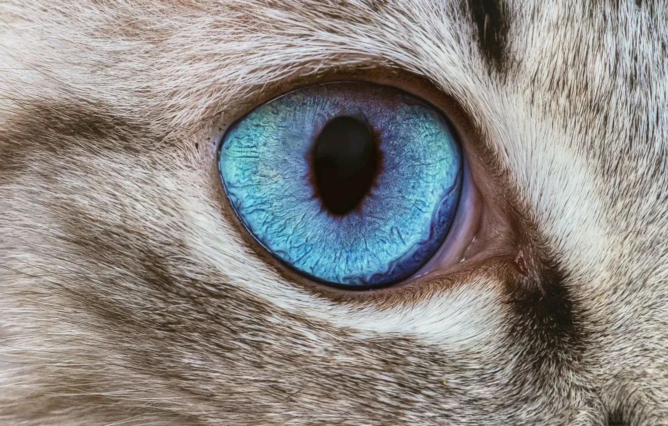 Фото обои cat, macro, eye