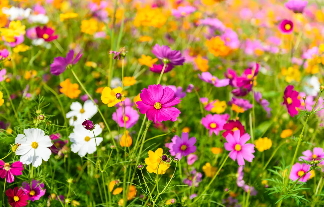 Фото обои поле, лето, небо, цветы, colorful, summer, розовые, field