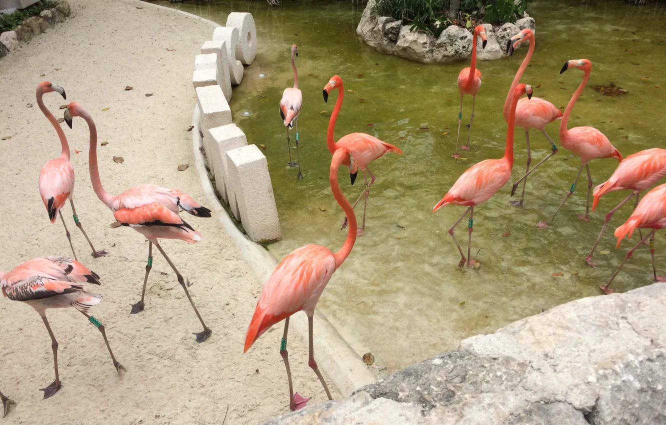 Фото обои animals, nature, birds, flamingos