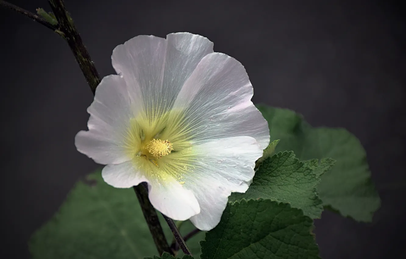 Фото обои Боке, Гибискус, Hibiscus