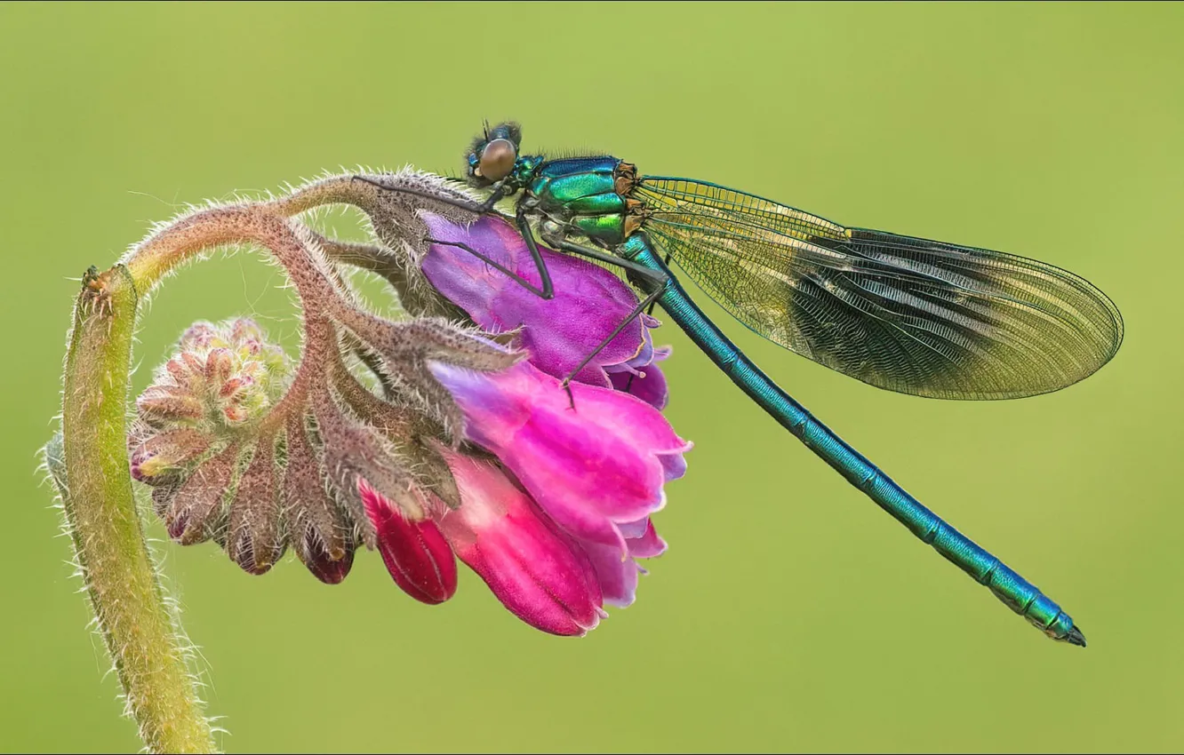 Фото обои цветы, стрекоза, насекомое, flower, macro, insect, dragon-fly