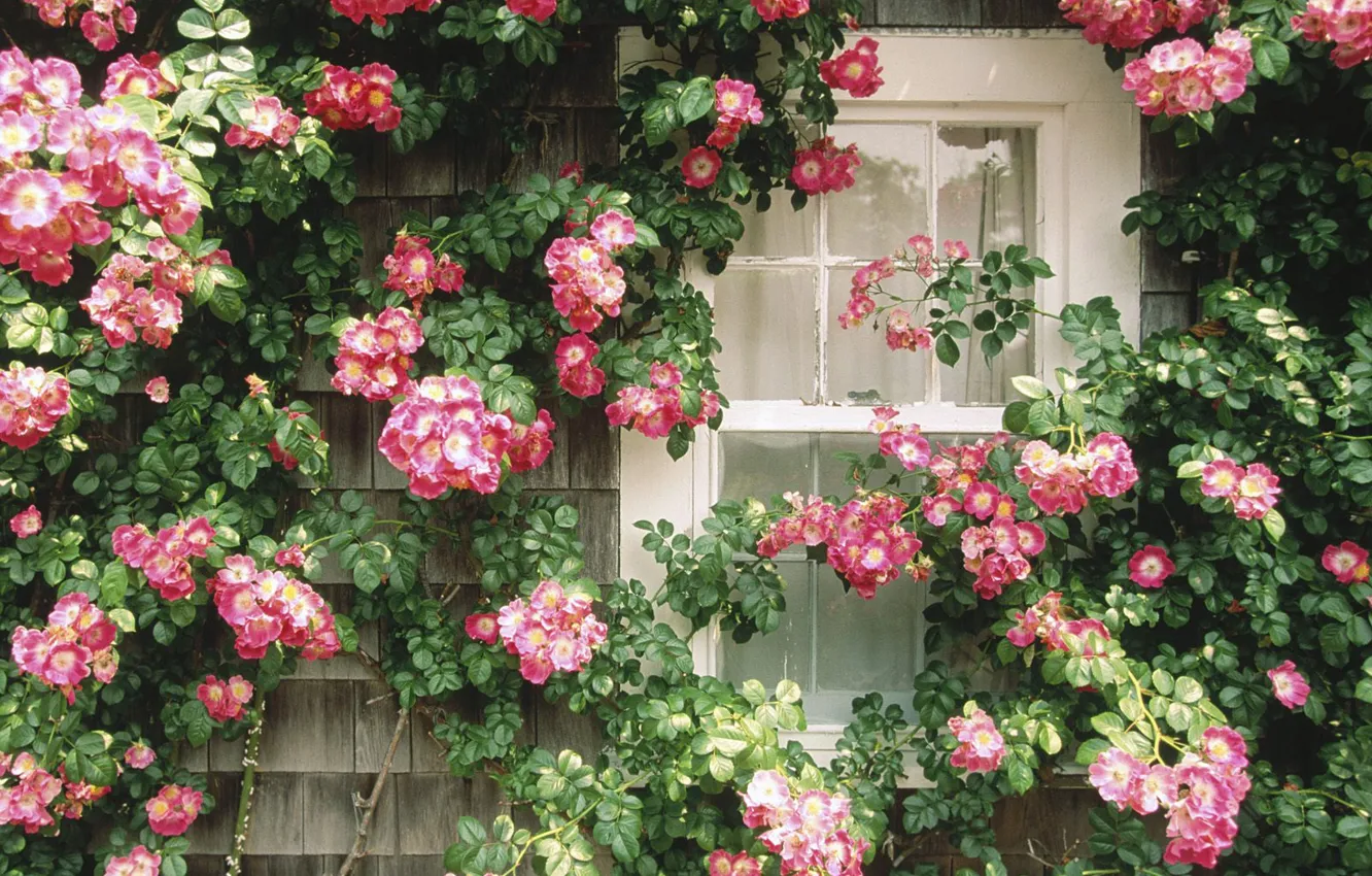 Фото обои Окно, цветочная стена, красотища