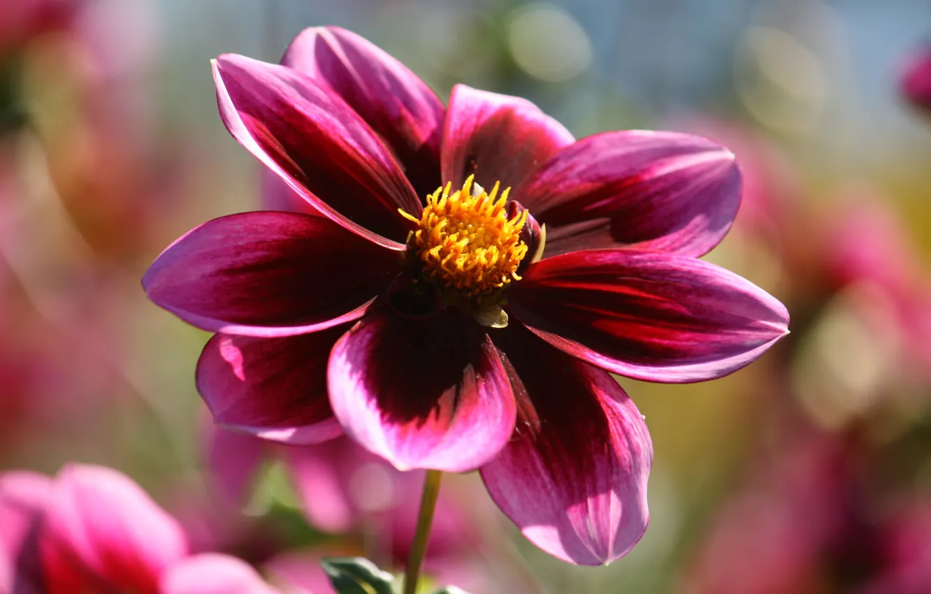 Фото обои Макро, георгина, Macro, Фиолетовый цветок, Purple flower