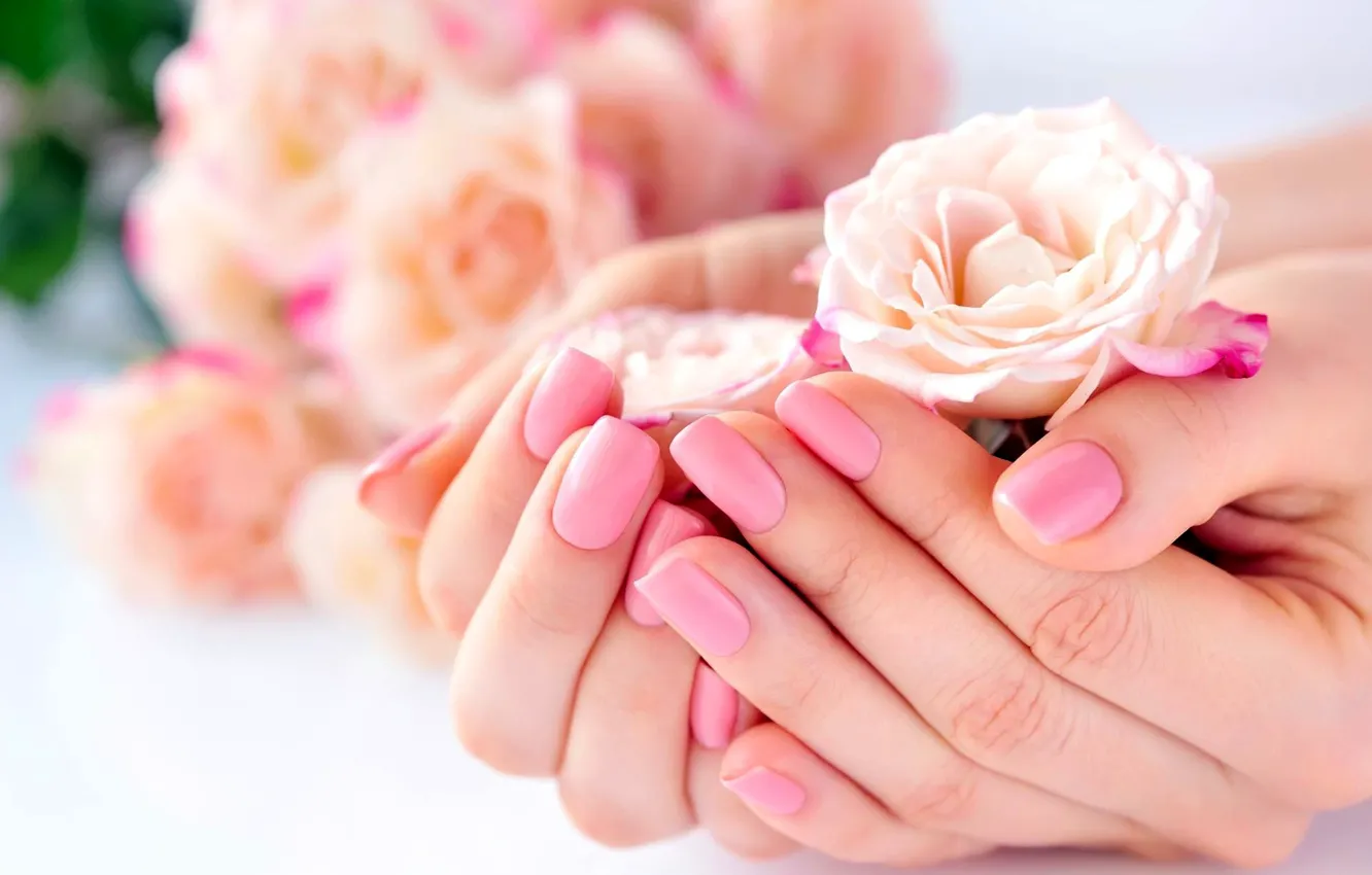 Фото обои розы, руки, маникюр