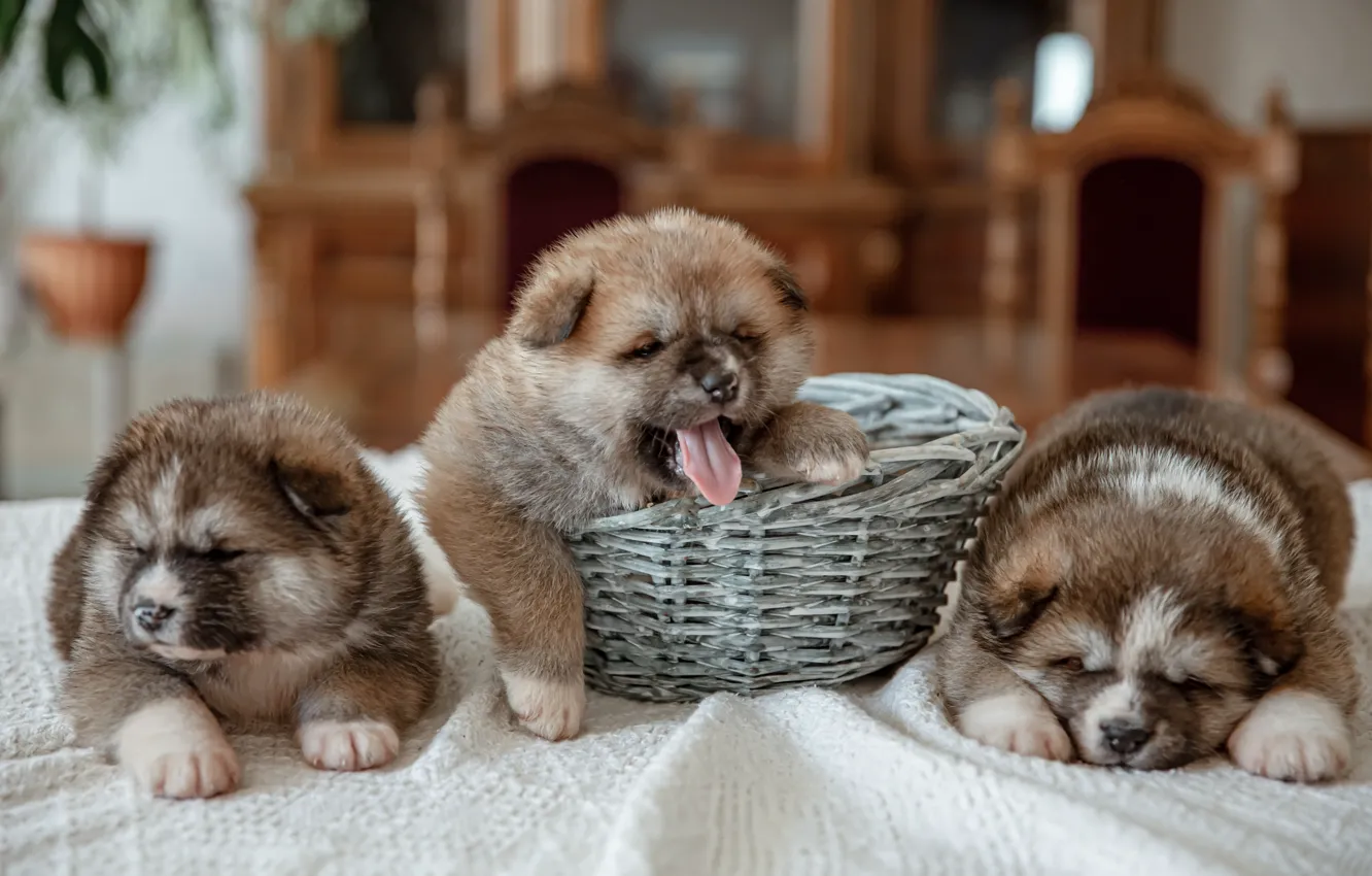 Фото обои язык, собаки, щенки, ткань, малыши, корзинка, трио, зевает