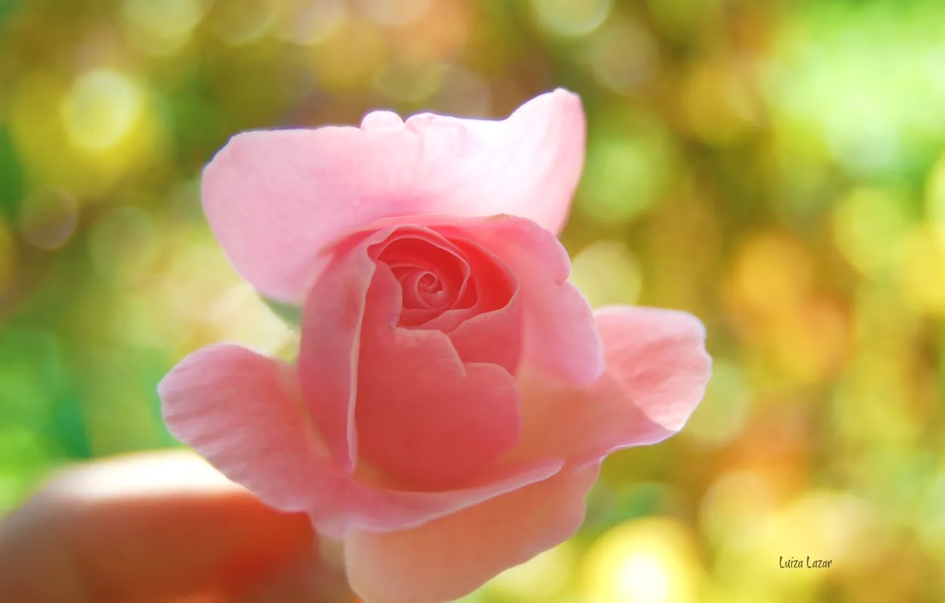 Фото обои цветок, макро, розовая, роза, рука, нежная