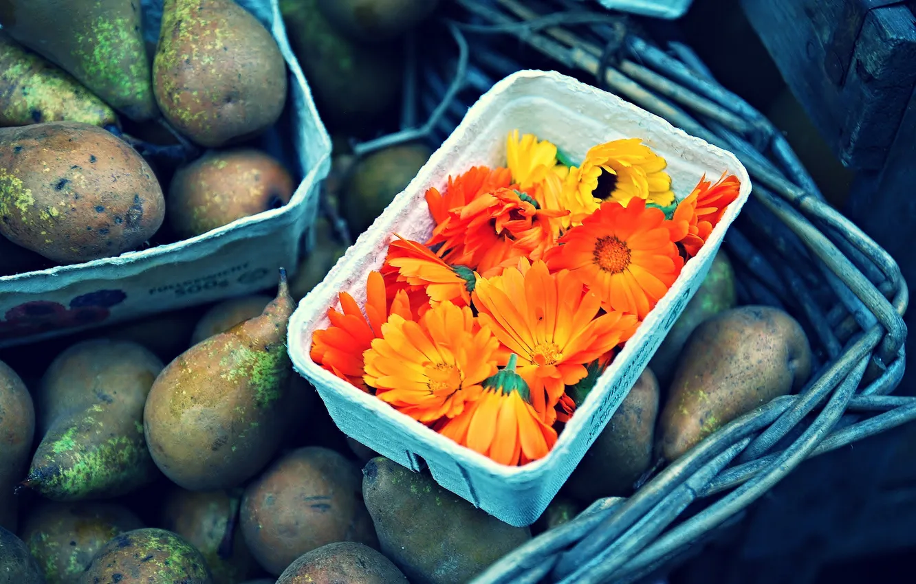 Фото обои цветы, фрукты, оранжевые, груши, календула
