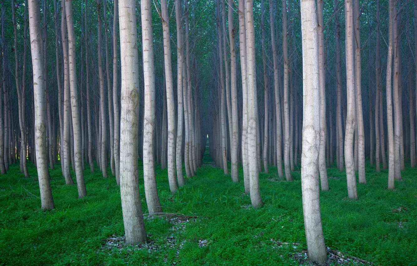 Фото обои лес, трава, Деревья