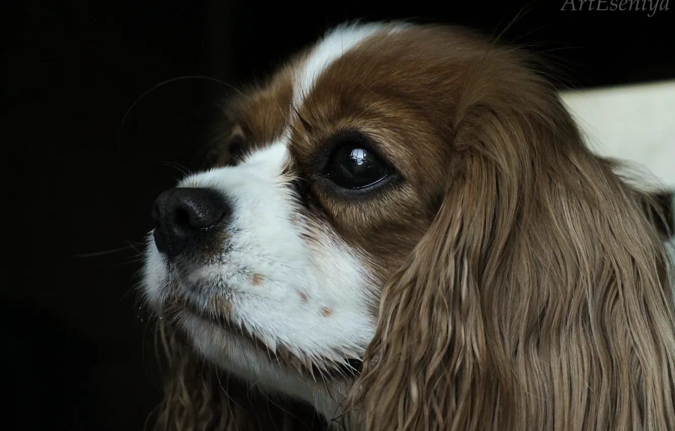 Фото обои глаз, нос, ушастый, пёс, кинг чарльз
