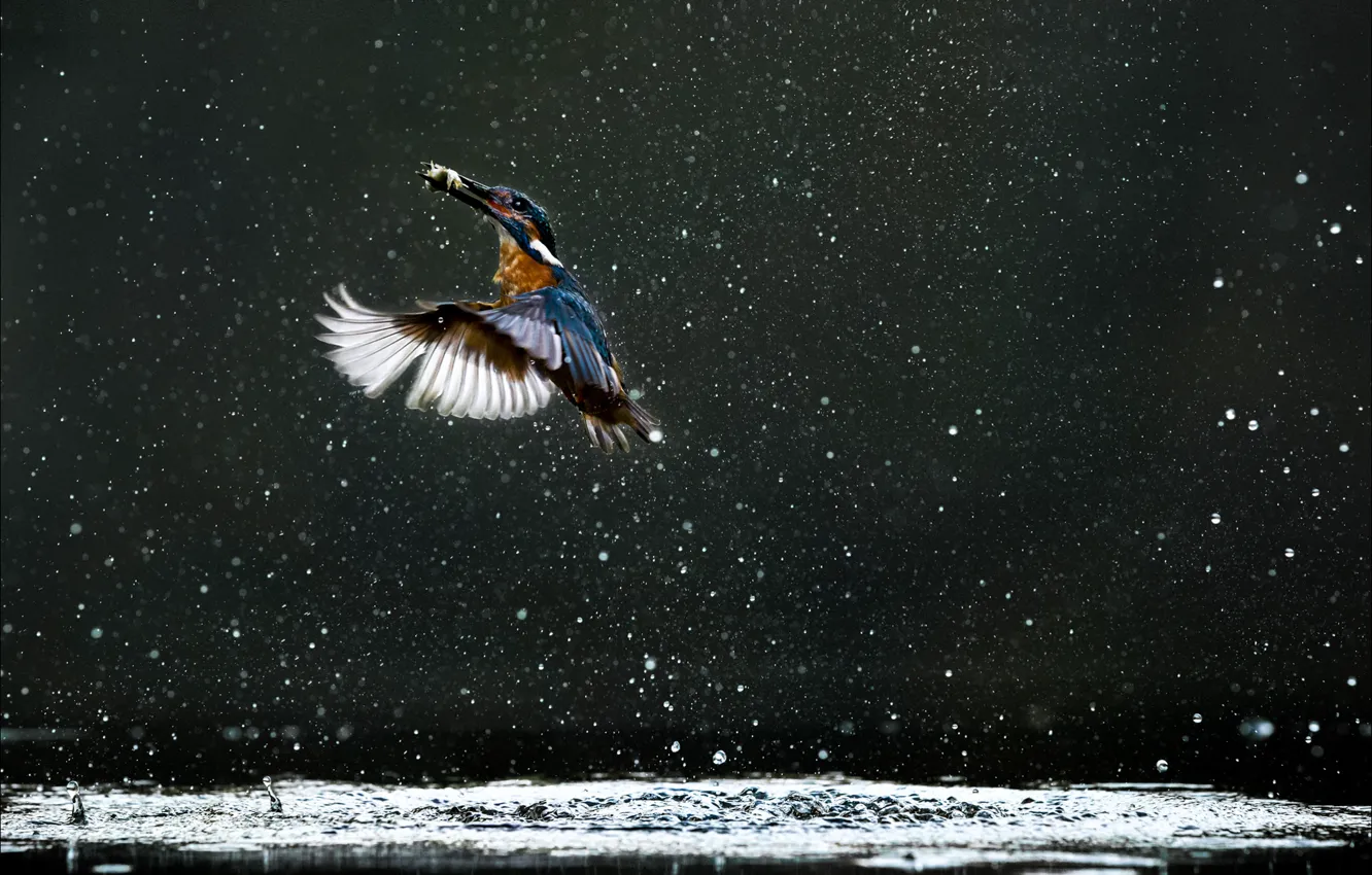Фото обои lake, kingfisher, water droplets