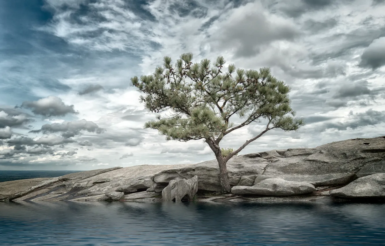 Фото обои море, дерево, берег
