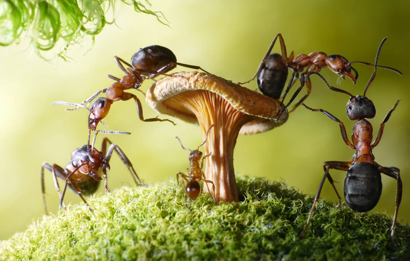 Фото обои макро, насекомые, гриб, мох, ситуация, муравьи, обои от lolita777