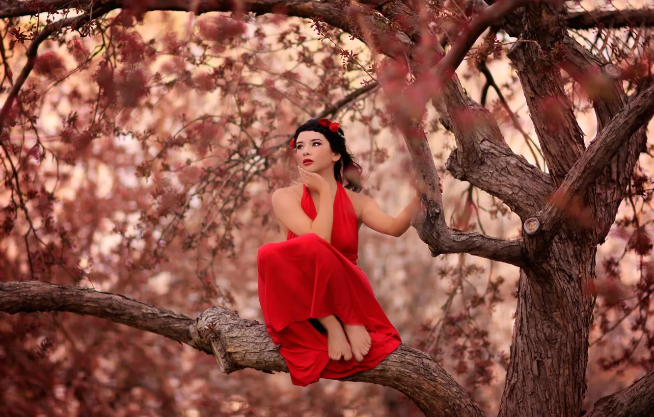 Фото обои девушка, красное платье, на дереве