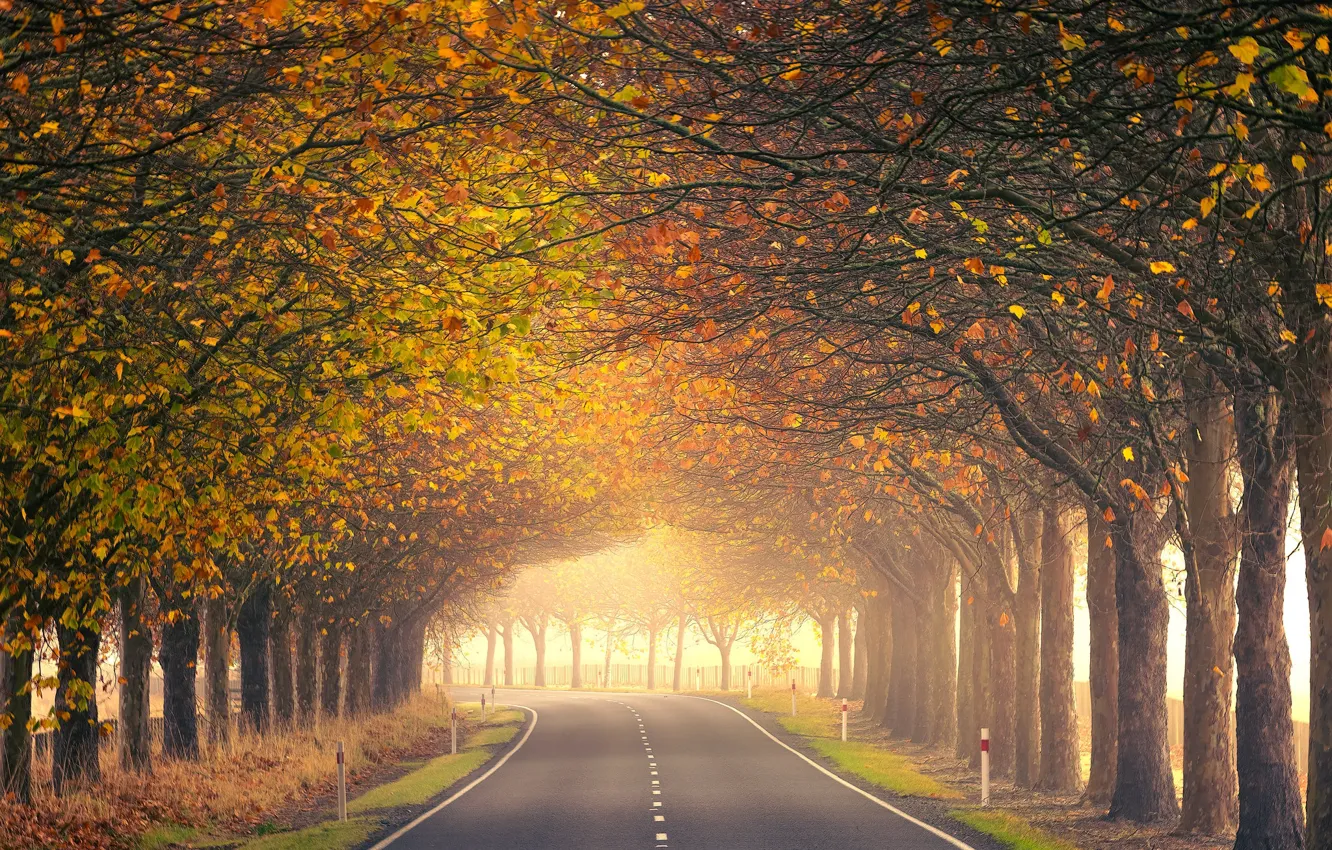 Фото обои дорога, осень, деревья, Новая Зеландия